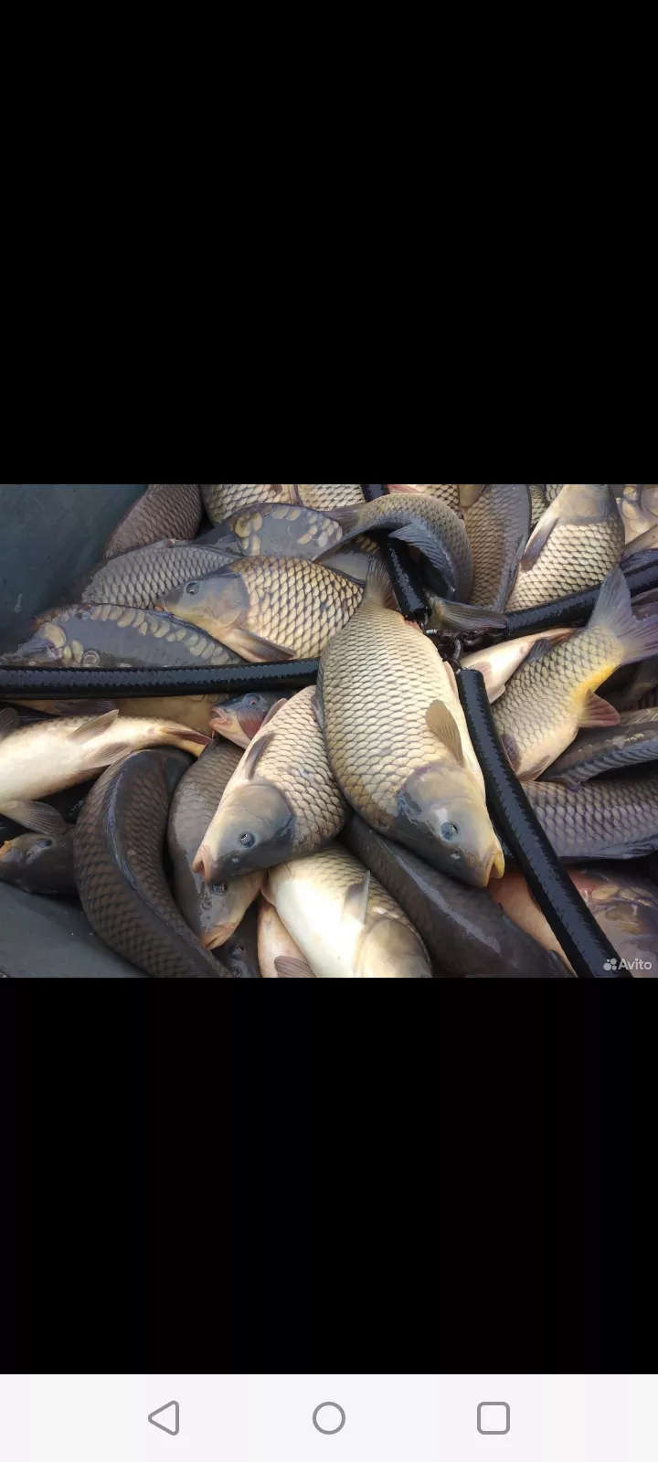 живая рыба доставка в Рязани и Рязанской области