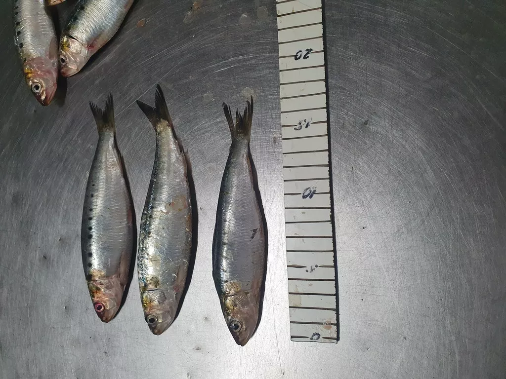  сардина / sardina pilchardus в Мавритании