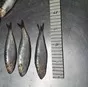  сардина / sardina pilchardus в Мавритании