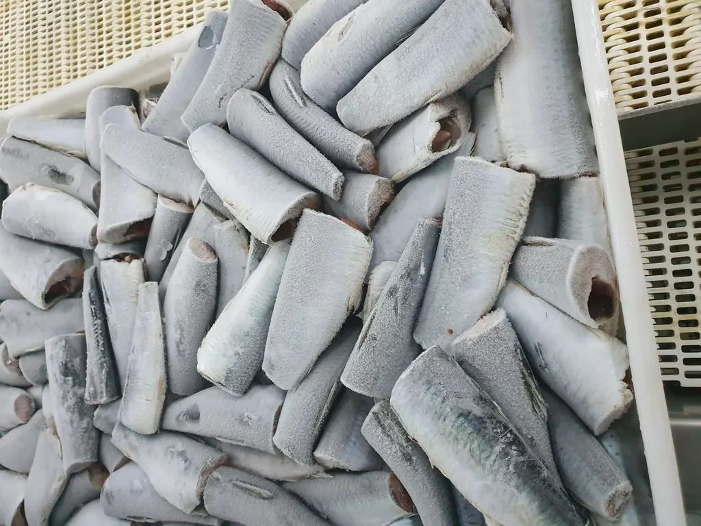  сардина / sardina pilchardus в Мавритании 2