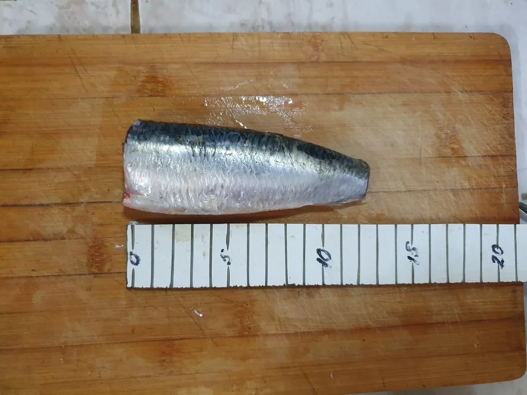  сардина / sardina pilchardus в Мавритании 4