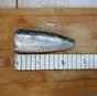  сардина / sardina pilchardus в Мавритании 4