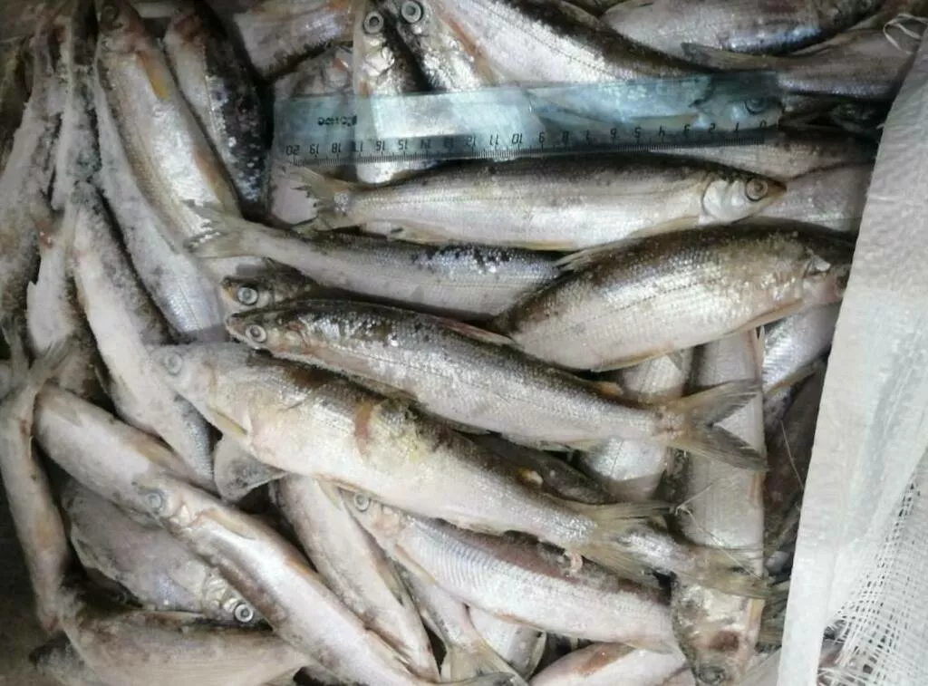 фотография продукта Речная рыба сибири: щука, ряпушка, язь
