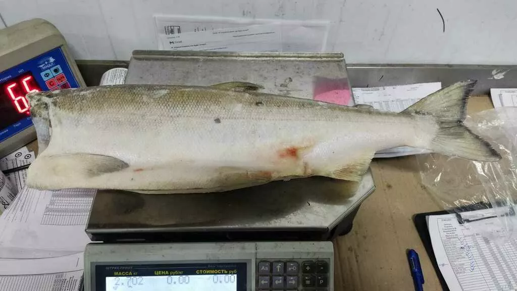 Фотография продукта Нерка штучка 