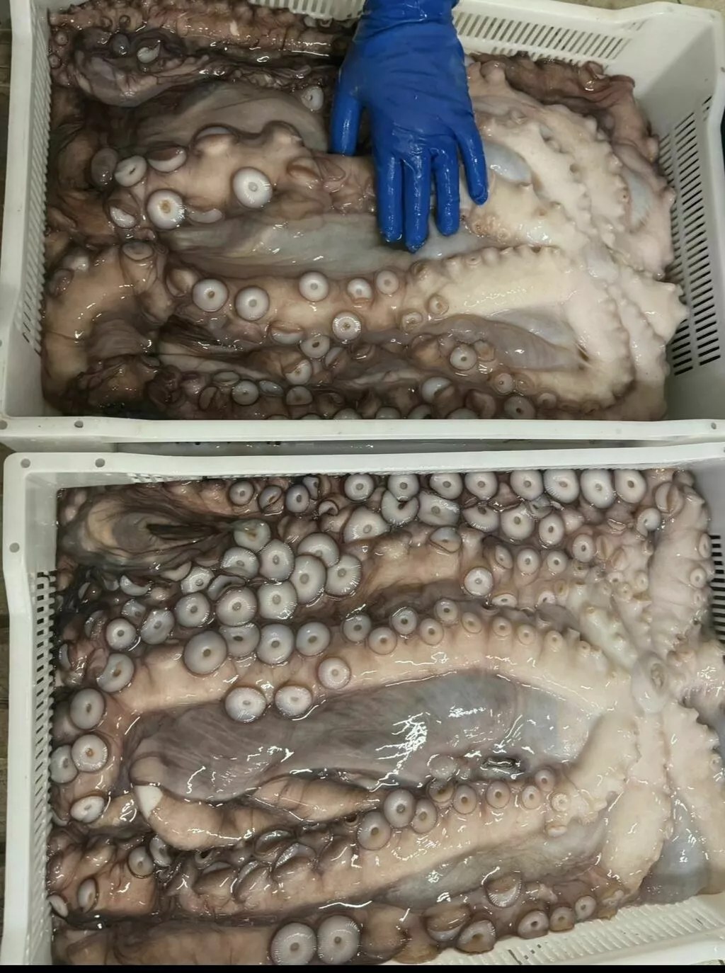 Фотография продукта Крупный осьминог 7-12кг отбитый промытый