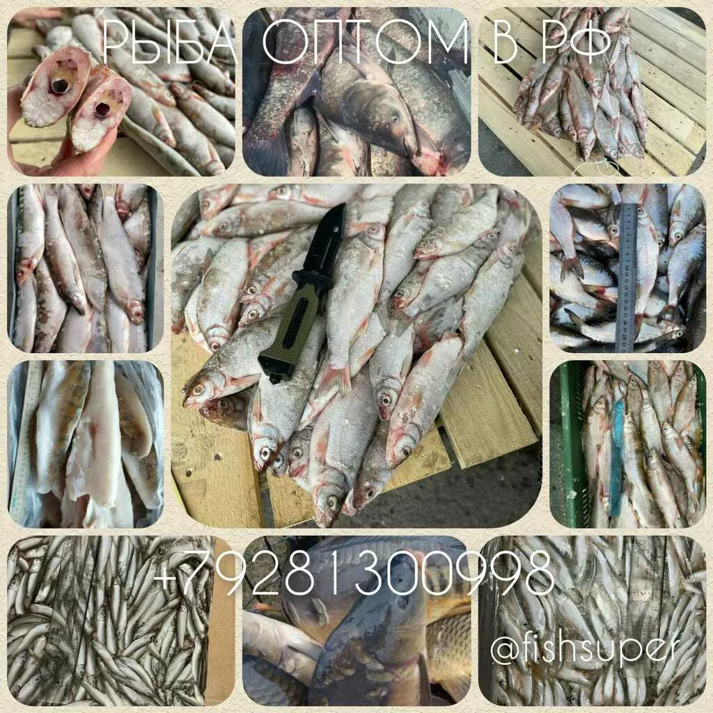 фотография продукта Рыба в ассортименте в ростове, липецке