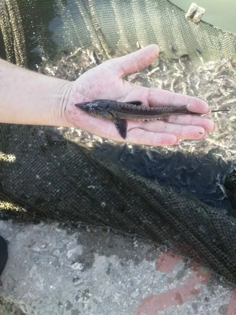 гибрид осетровых видов рыб в Краснодаре и Краснодарском крае 5