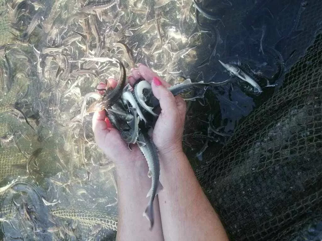 гибрид осетровых видов рыб в Краснодаре и Краснодарском крае 4