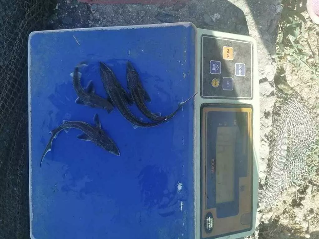 гибрид осетровых видов рыб в Краснодаре и Краснодарском крае 3