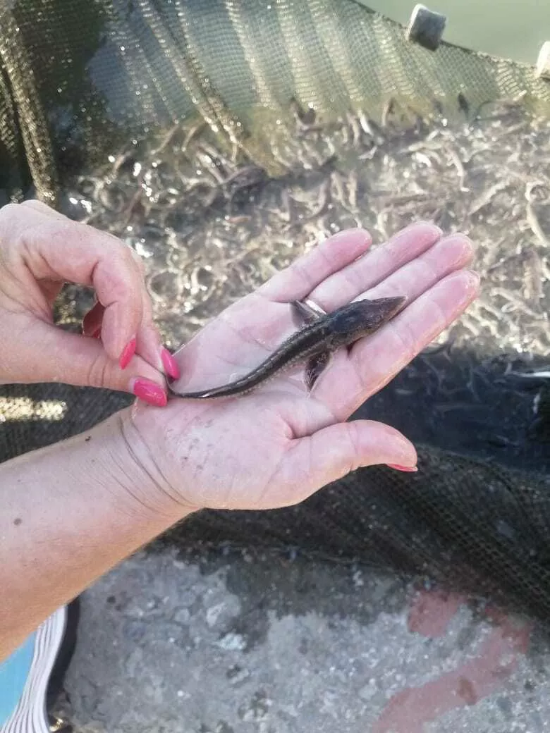 гибрид осетровых видов рыб в Краснодаре и Краснодарском крае