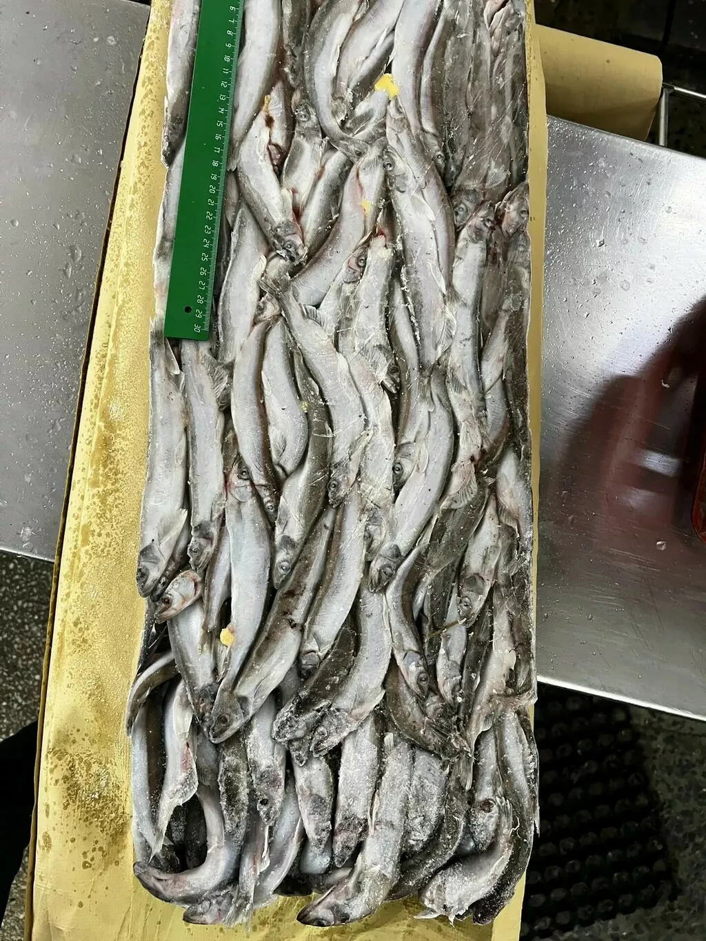 фотография продукта Мойва н/р,25/35, апрель 26, сахалин