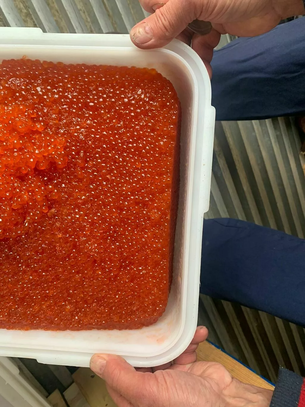 горбуша и кета пбг, гребешки на створке 2