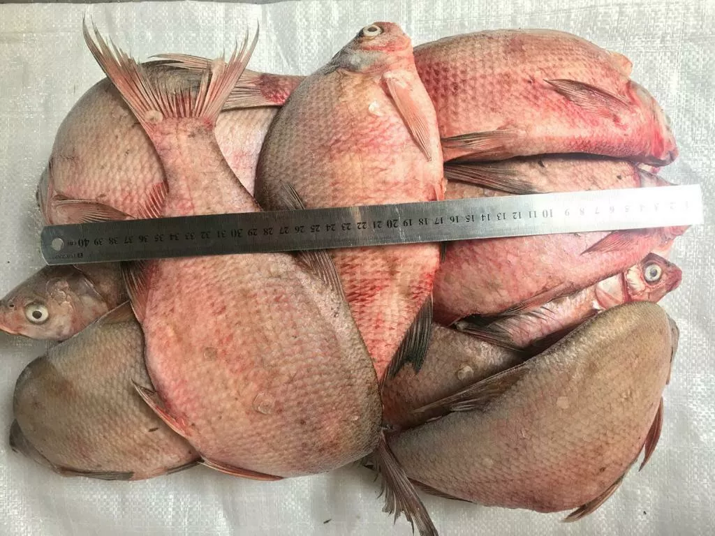 фотография продукта Лещ крупный и средний