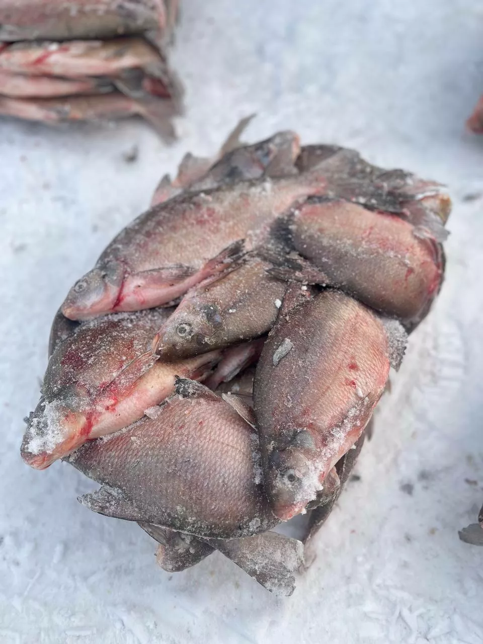 фотография продукта Лещ средний и мелкий