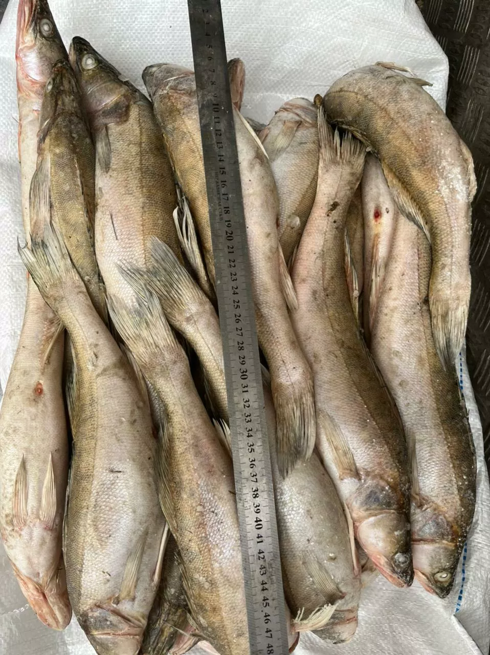 фотография продукта Судак средний с/м