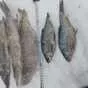 щука мороженная в Ханты-Мансийске и Ханты-Мансийском автономном округе Югра 3