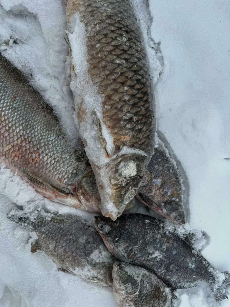 Фотография продукта Рыба свежемороженая