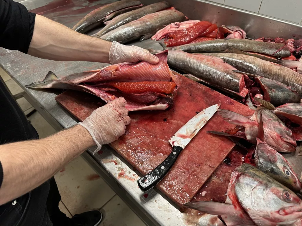 кета в Владивостоке и Приморском крае 2