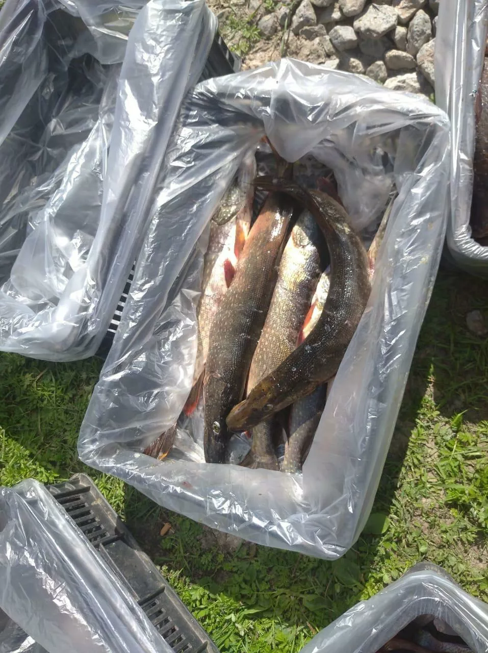  щука травянка 0,1-0,3; 0,3-1,0 в Челябинске 2