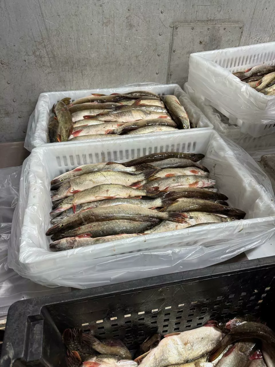 фотография продукта  щука травянка 0,1-0,3; 0,3-1,0