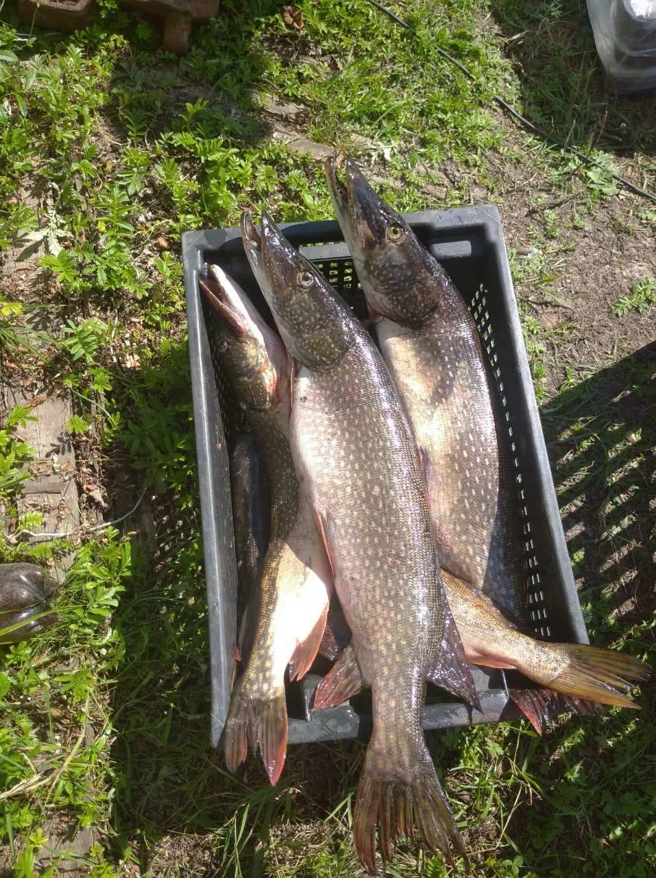  щука травянка 0,1-0,3; 0,3-1,0 в Челябинске 3