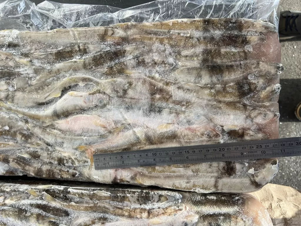 Фотография продукта Корюшка 21см икряная 