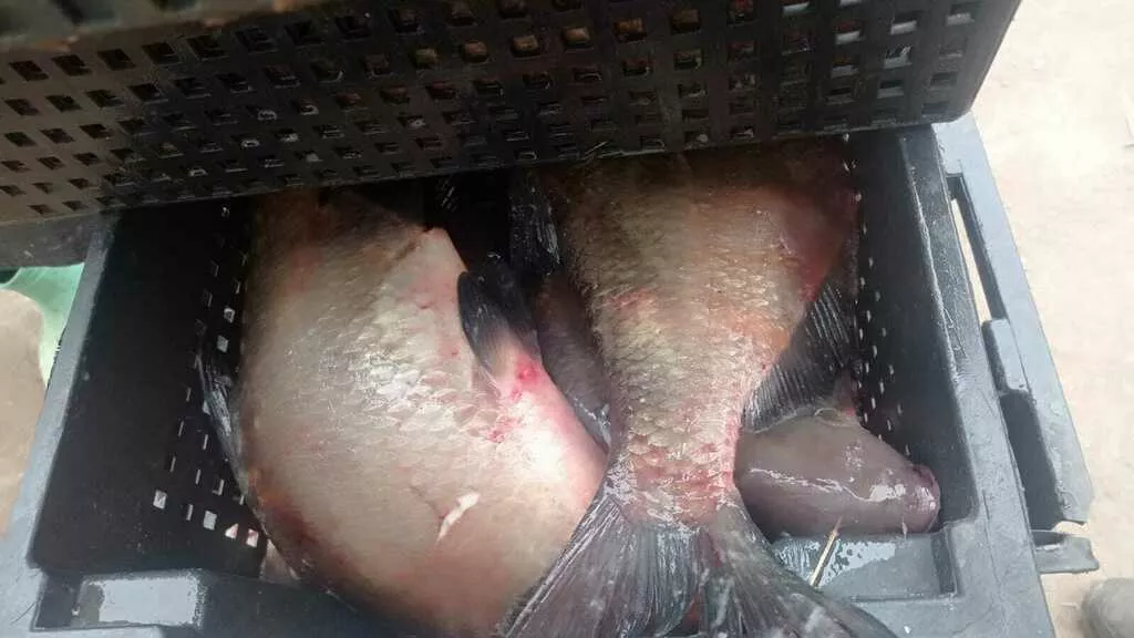 лещ свежемороженный  в Санкт-Петербурге 2