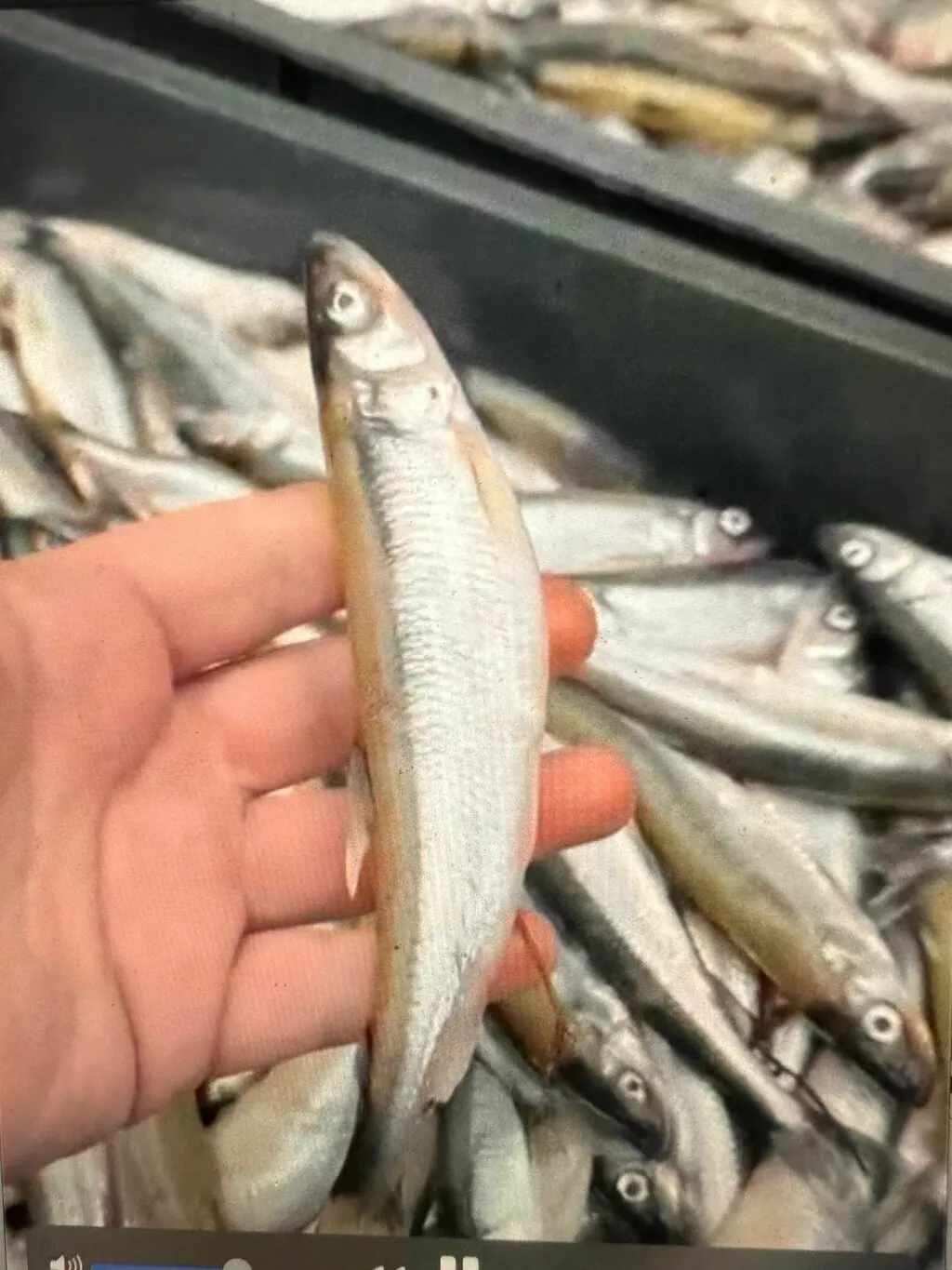 корюшка финская сетевая, меркурий, НДС в Санкт-Петербурге 2