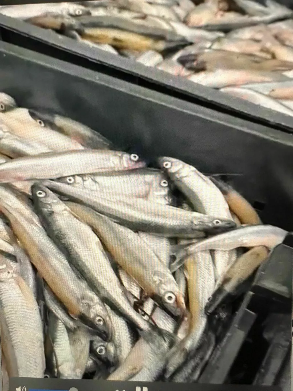 корюшка финская сетевая, меркурий, НДС в Санкт-Петербурге 3