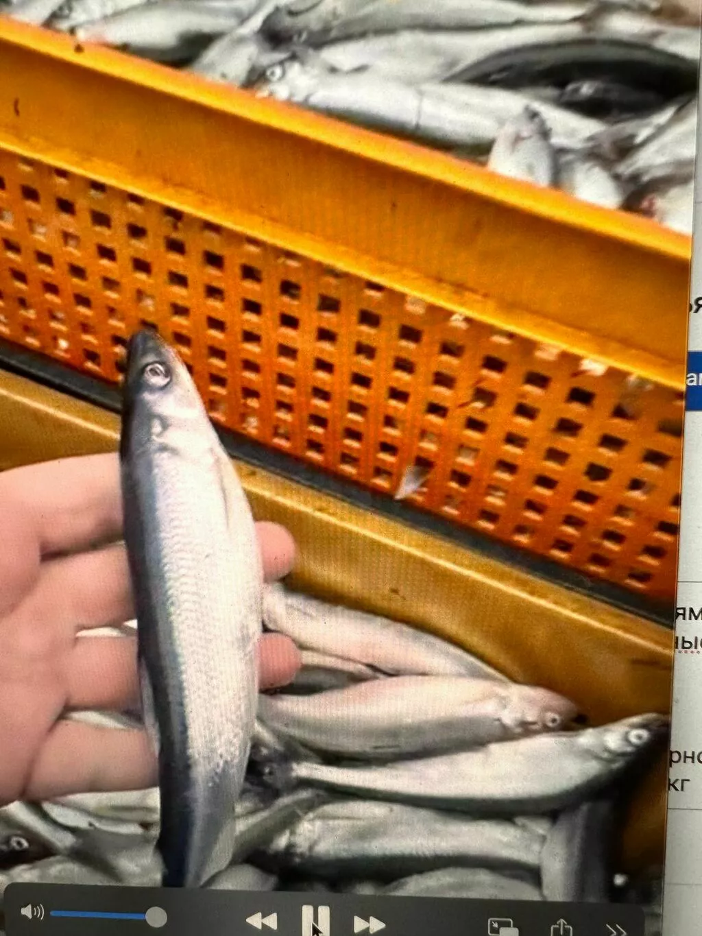 корюшка финская сетевая, меркурий, НДС в Санкт-Петербурге