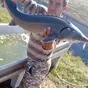 осетр русско-ленский, руккола жив.весом в Краснодаре и Краснодарском крае 3