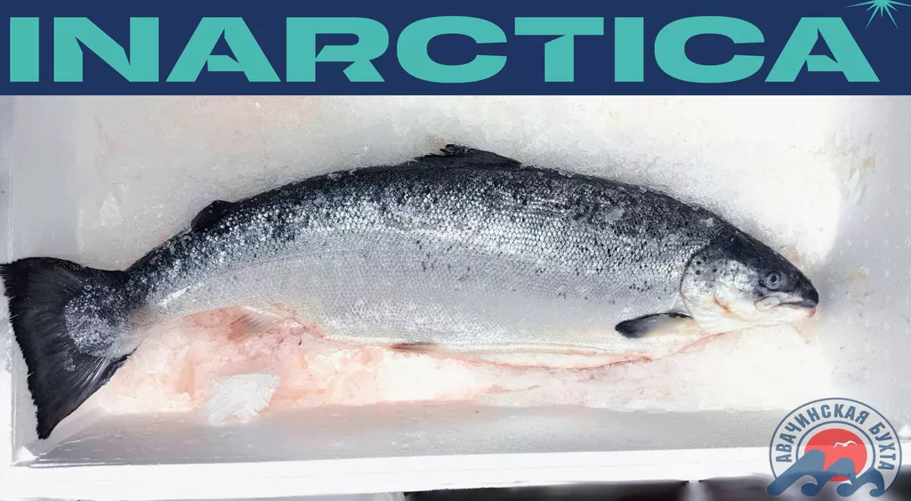 Фотография продукта Охлажденный тихоокеанский лосось псг