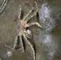 краб камчатский живой в Владивостоке и Приморском крае 2