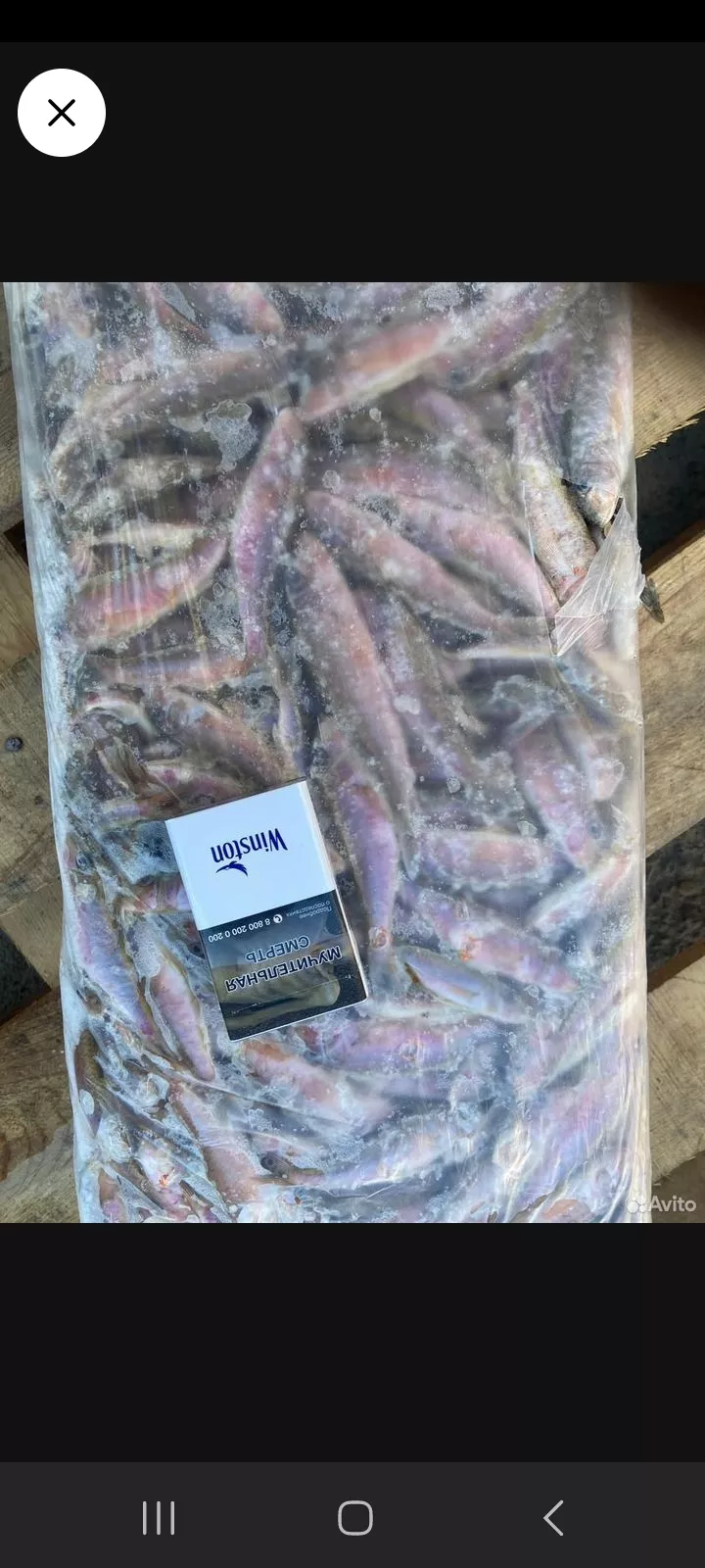 барабуля  в Краснодаре и Краснодарском крае 2