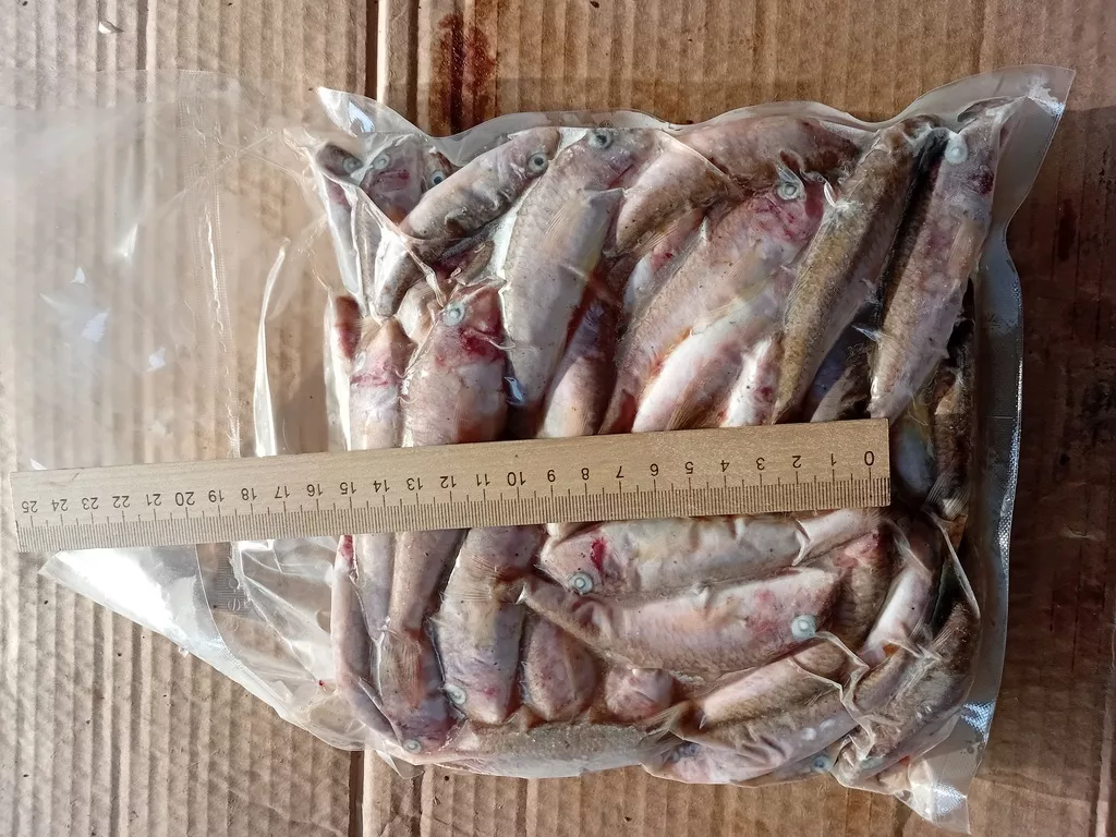 барабуля  в Краснодаре и Краснодарском крае 3