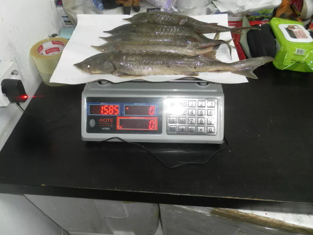 стерлядь речная (обская) в Новосибирске 2