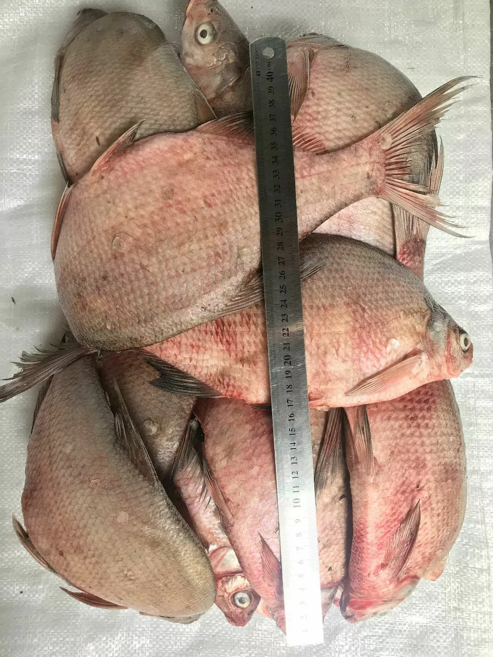 лещ с/м ср, кр, отб. в Новосибирске и Новосибирской области 3