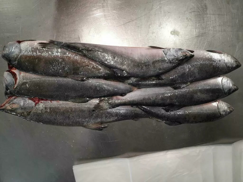 рыба, горбуша, камбала, минтай, мойва в Москве 10