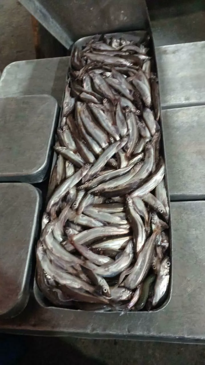 рыба и морепродукты в Новосибирске 8