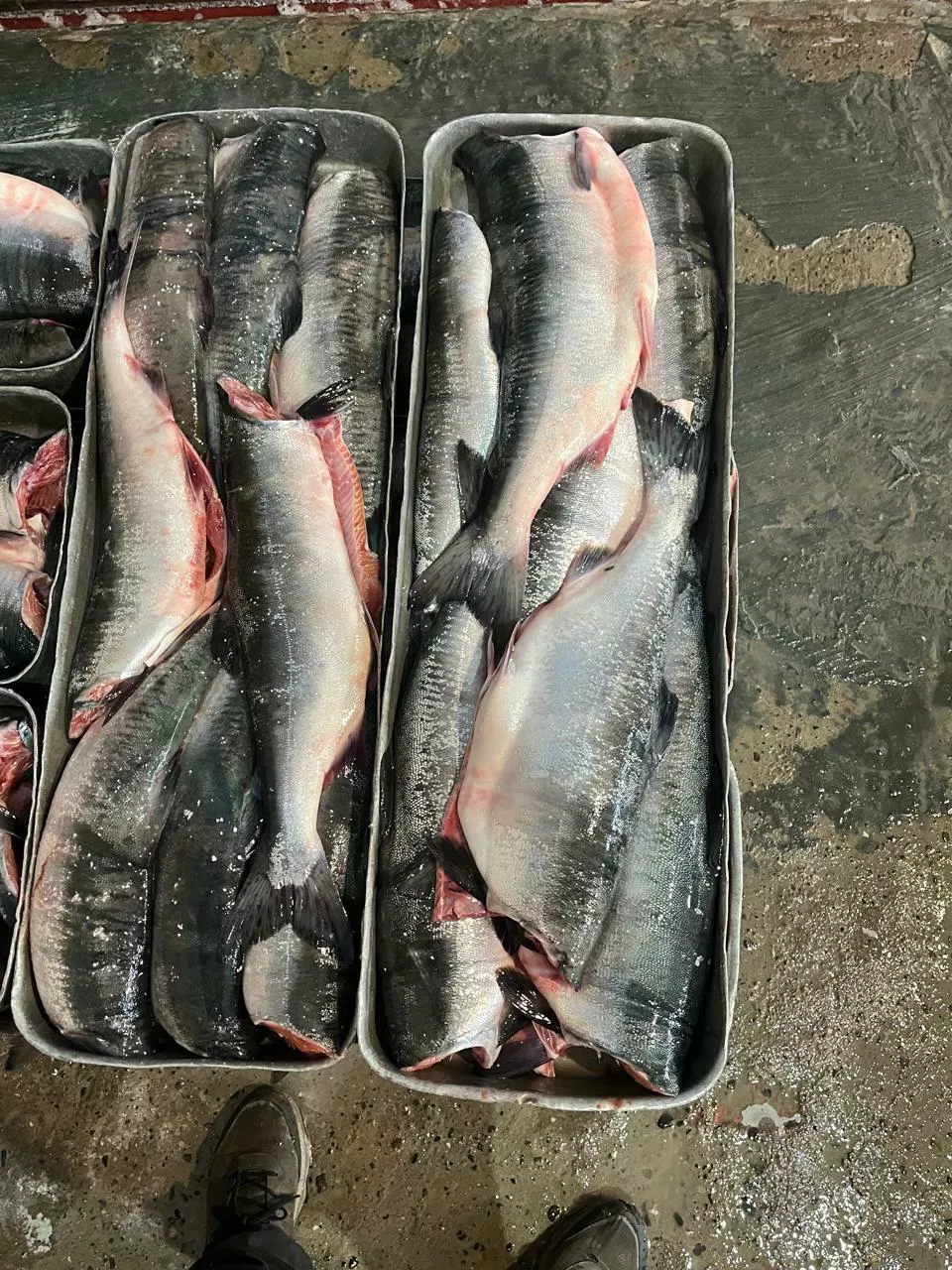 горбуша пбг  камчатка (20кг) 380 рублей в Кемерове 2