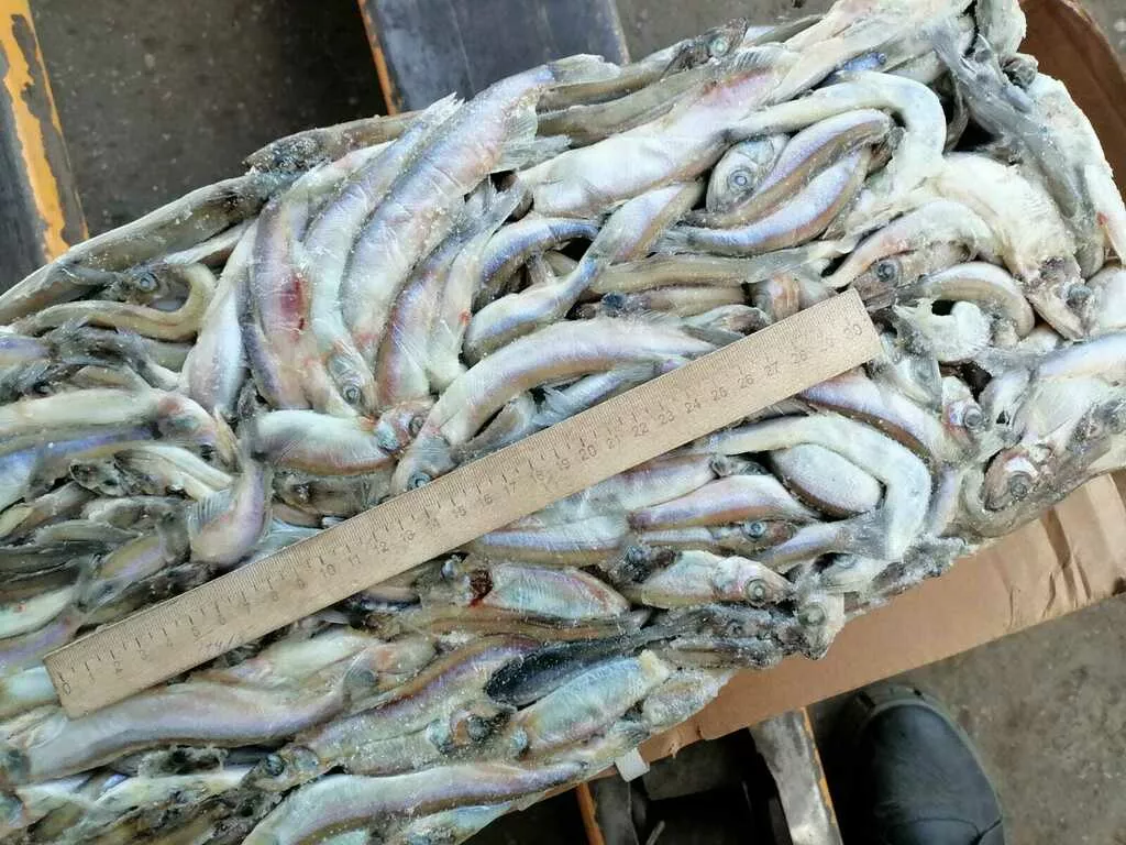 мойва зам. сахалин ..вылов 2025г. в Пензе и Пензенской области 2