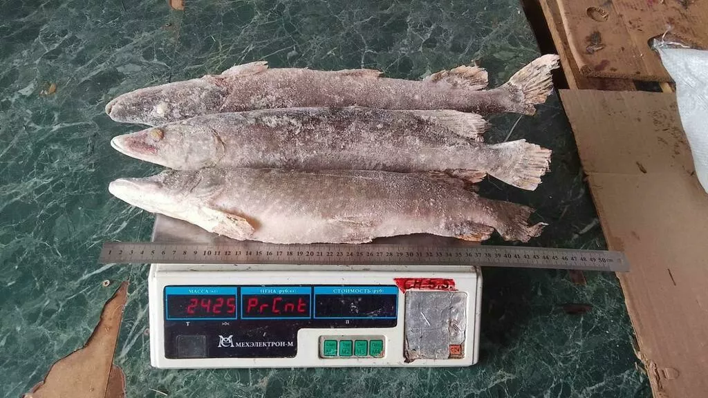 щука 0,3-1кг в Астрахани 2