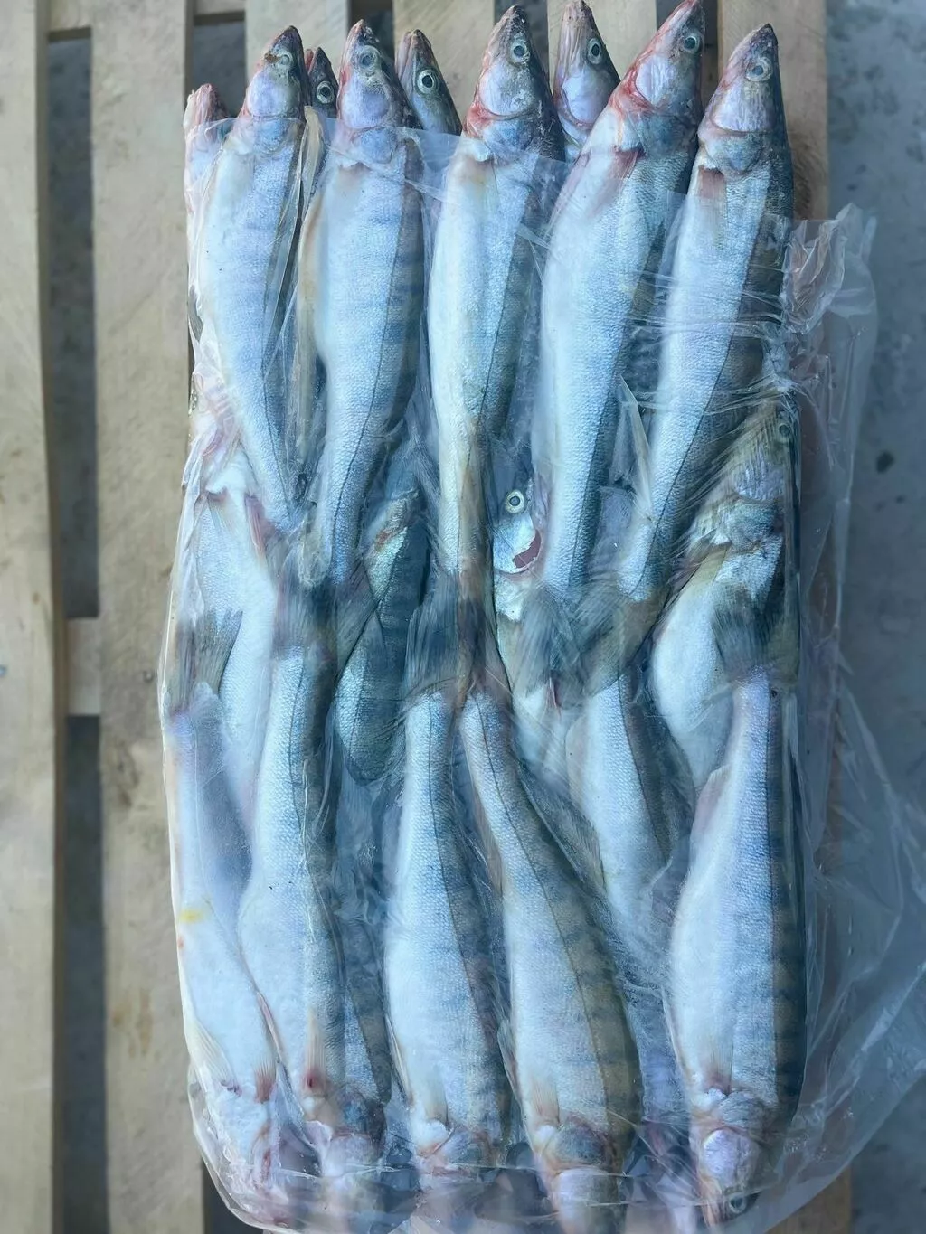 фотография продукта Судак 500...г с экспортными док. 20 т