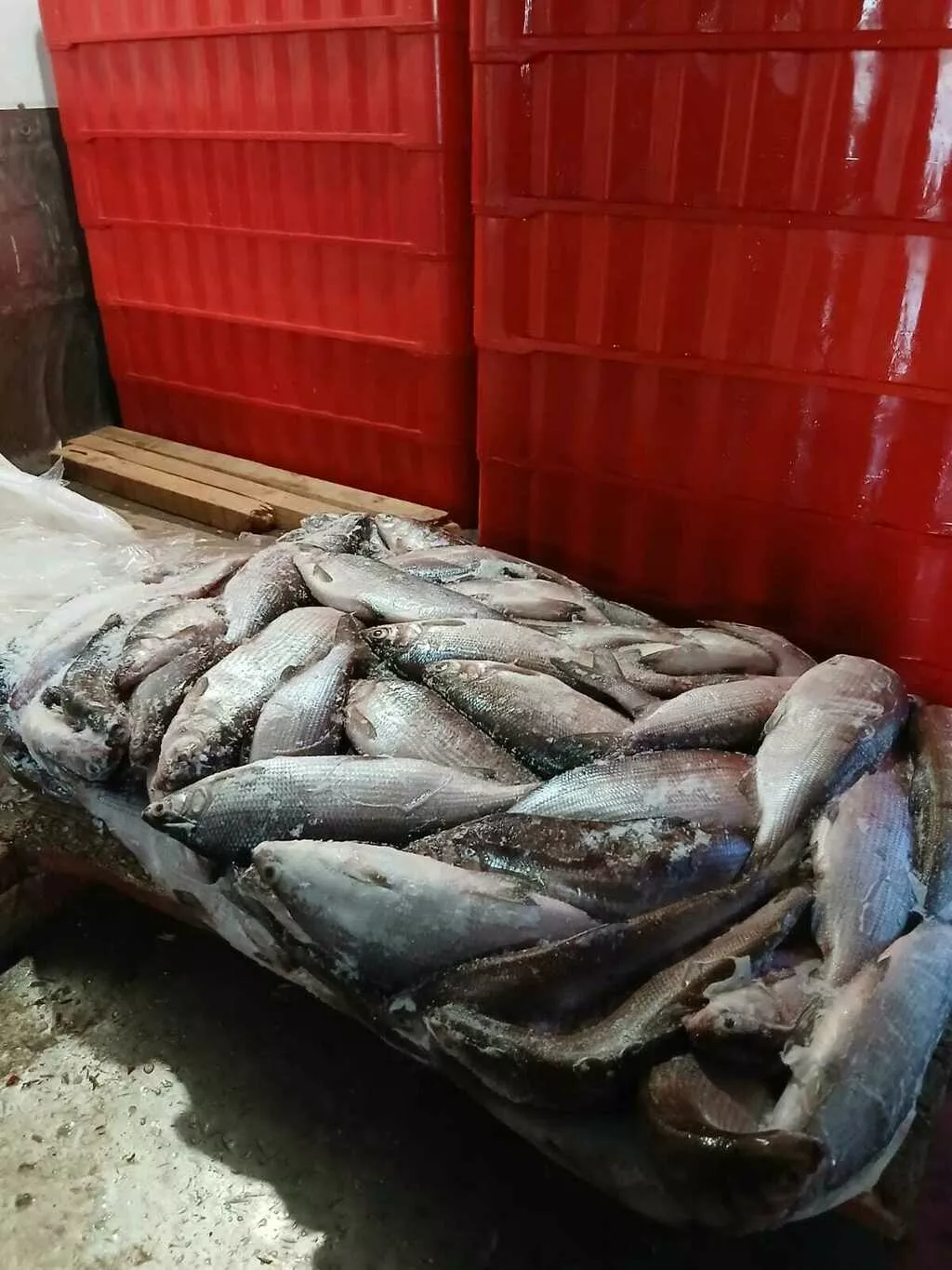 фотография продукта Пелядь (сырок, пыжьян).