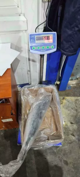 лосось (семга) чили, мурманск премиум  в Москве 7