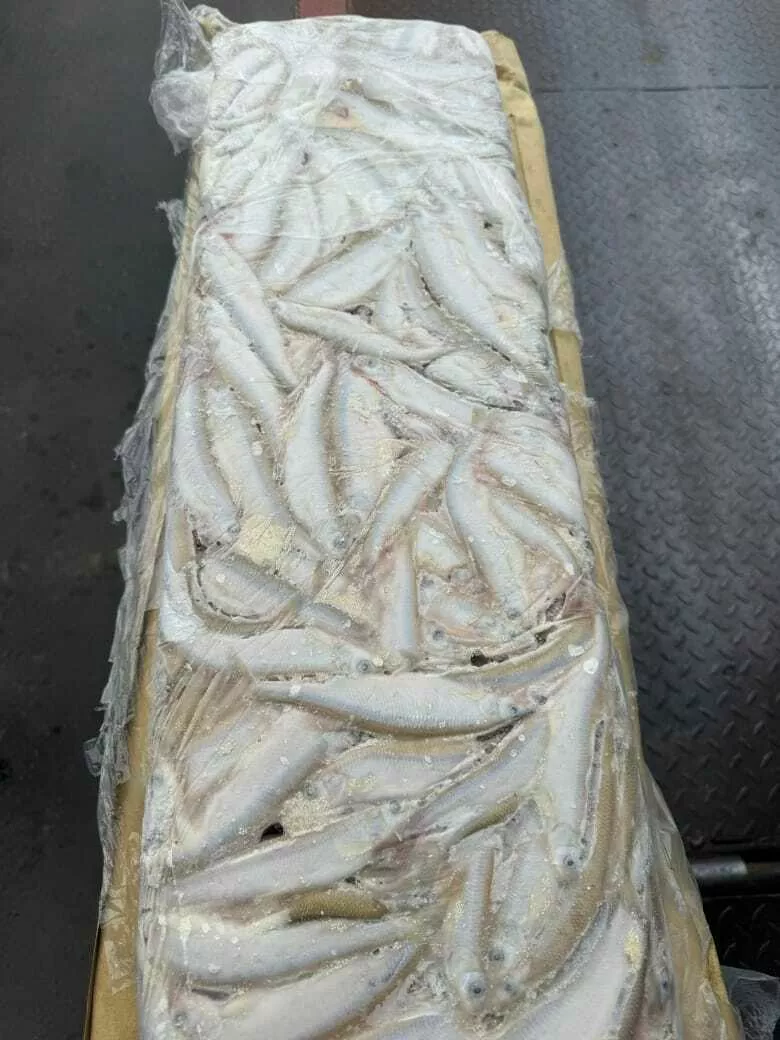 Фотография продукта Продаю корюшку 16-20 малоротка