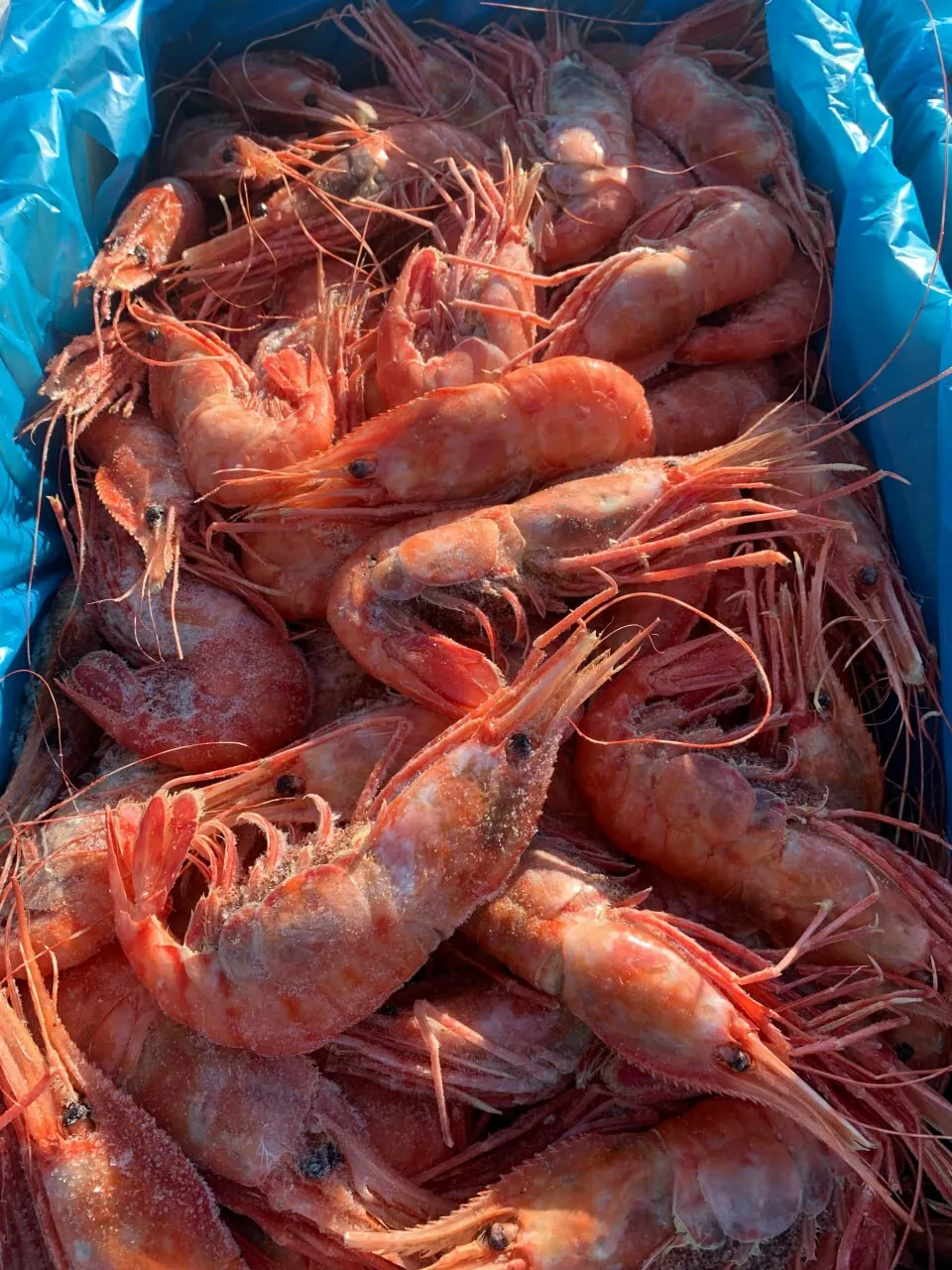 икра горбуши, кеты, нерки, краб,креветка в России 9