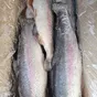 форель пбг 2,7-3,6кг  в Москве