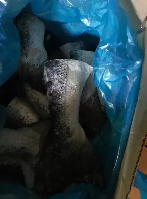 xвoсты лосocя (сёмги) форели - оптом в Москве 5