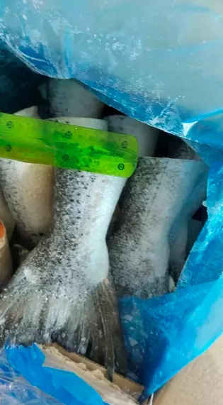 xвoсты лосocя (сёмги) форели - оптом в Москве 6